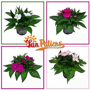 Afbeelding van Impatiens Sun Patiens P13 Divers